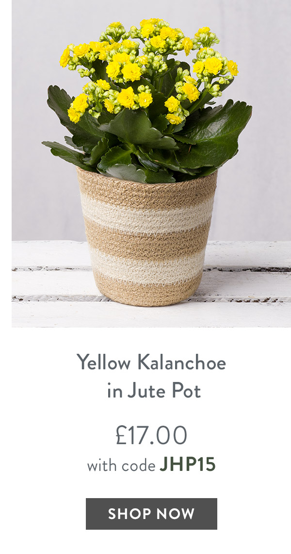 Yellow Kalanchoe in Jute Pot - only &pound;17 with code