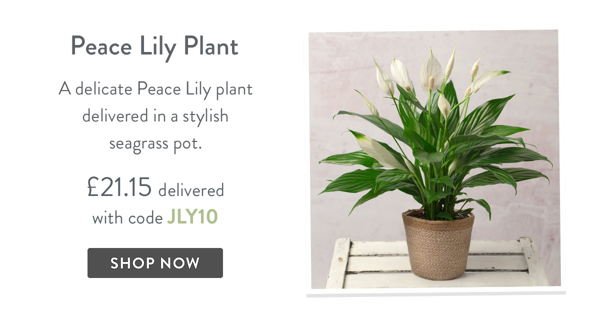 Peace Lily - only &pound;21.15 delivered
