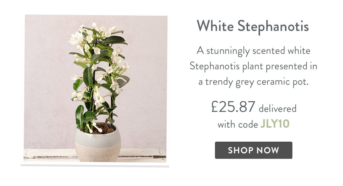 White Stephanotis - only &pound;25.87 delivered