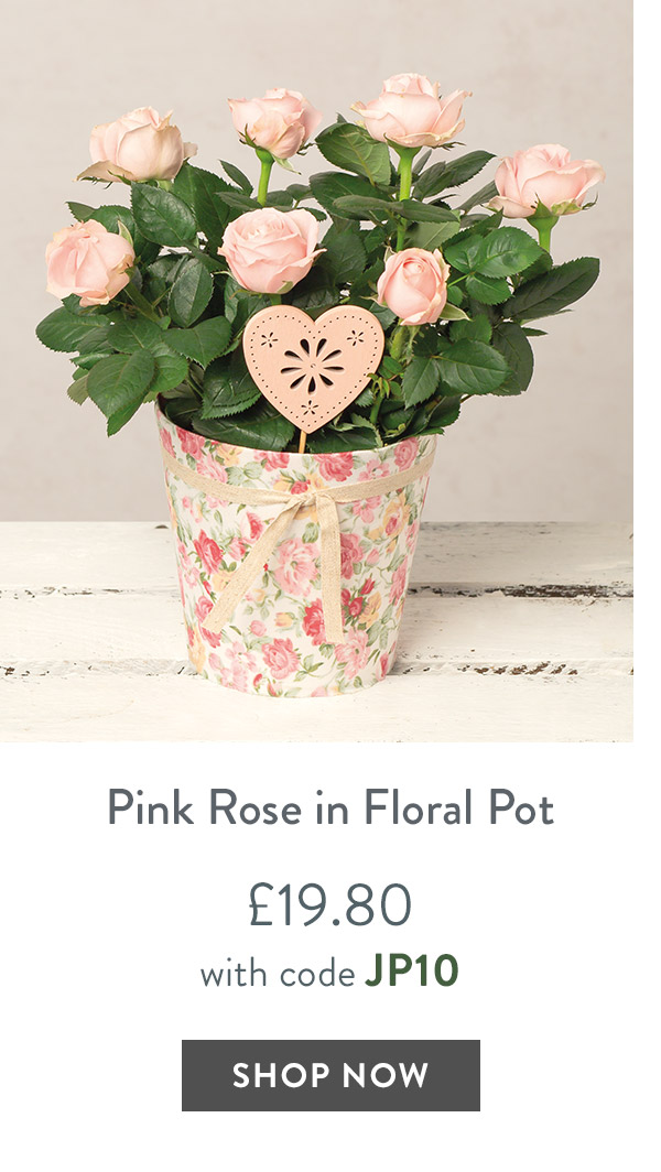 Pink Rose in Floral Pot - only &pound;19.80 delivered