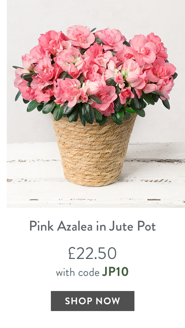 Pink Azalea in Jute Pot - only &pound;22.50 delivered