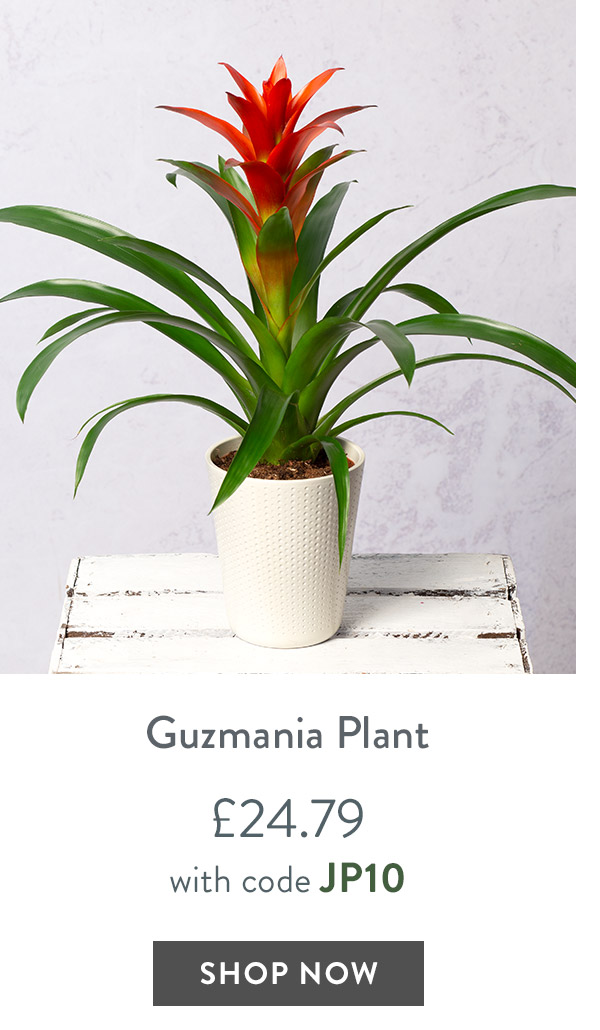 Guzmania Plant - only &pound;24.79 delivered