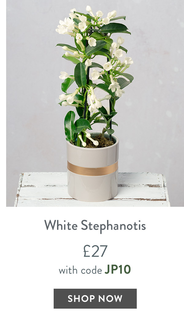 White Stephanotis - only &pound;27 delivered