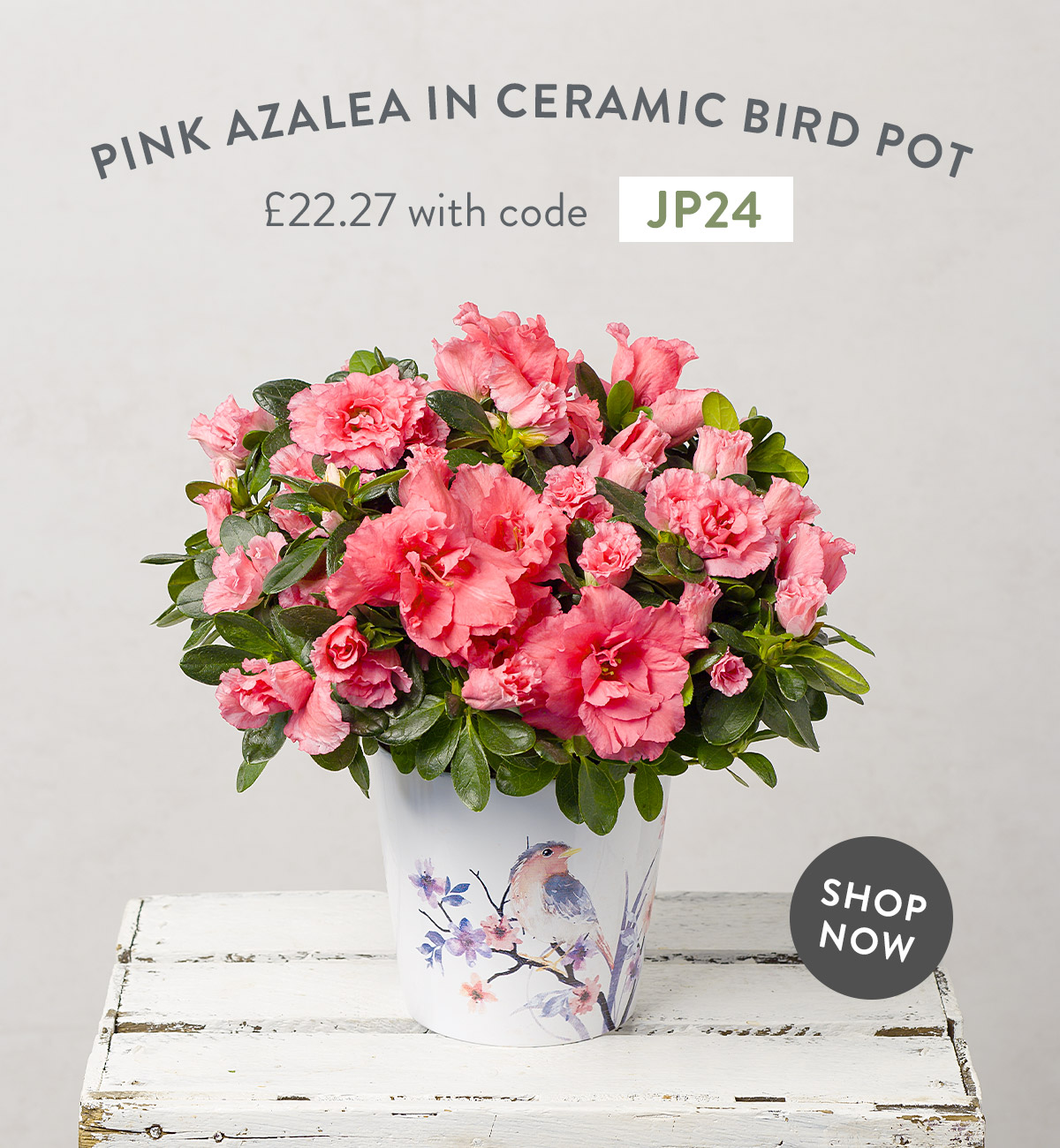 Pink Azalea in Ceramic Bird Pot - only &pound;22.27