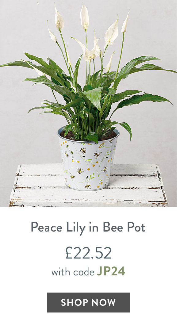 Peace Lily in Bee Pot - only &pound;22.52
