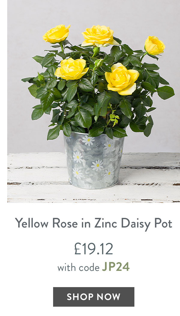 Yellow Rose in Zinc Daisy Pot - only &pound;19.12