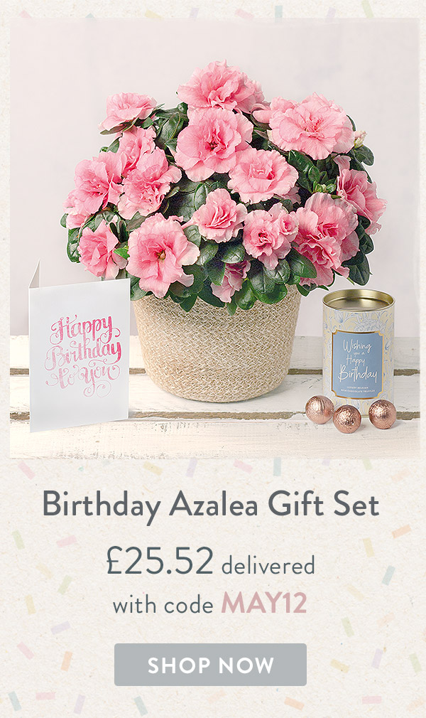 Birthday Azalea Gift Set - only &pound;25.52 delivered