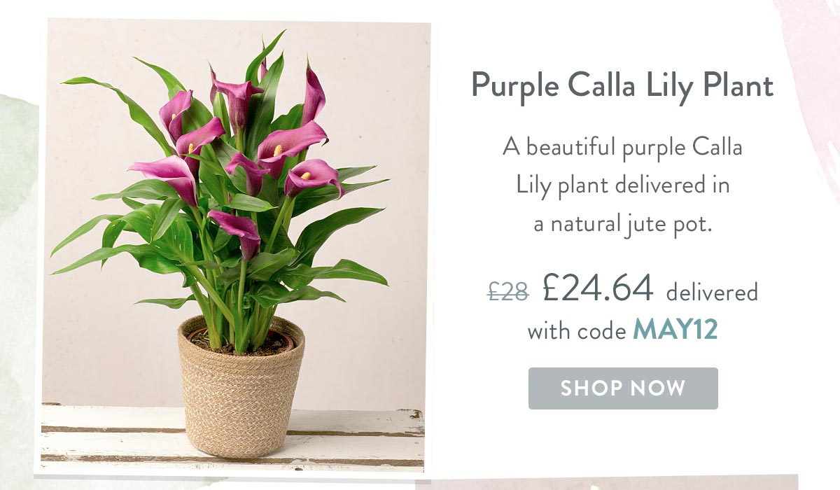 Purple Calla Lily Plant - Only &pound;24.64 delivered