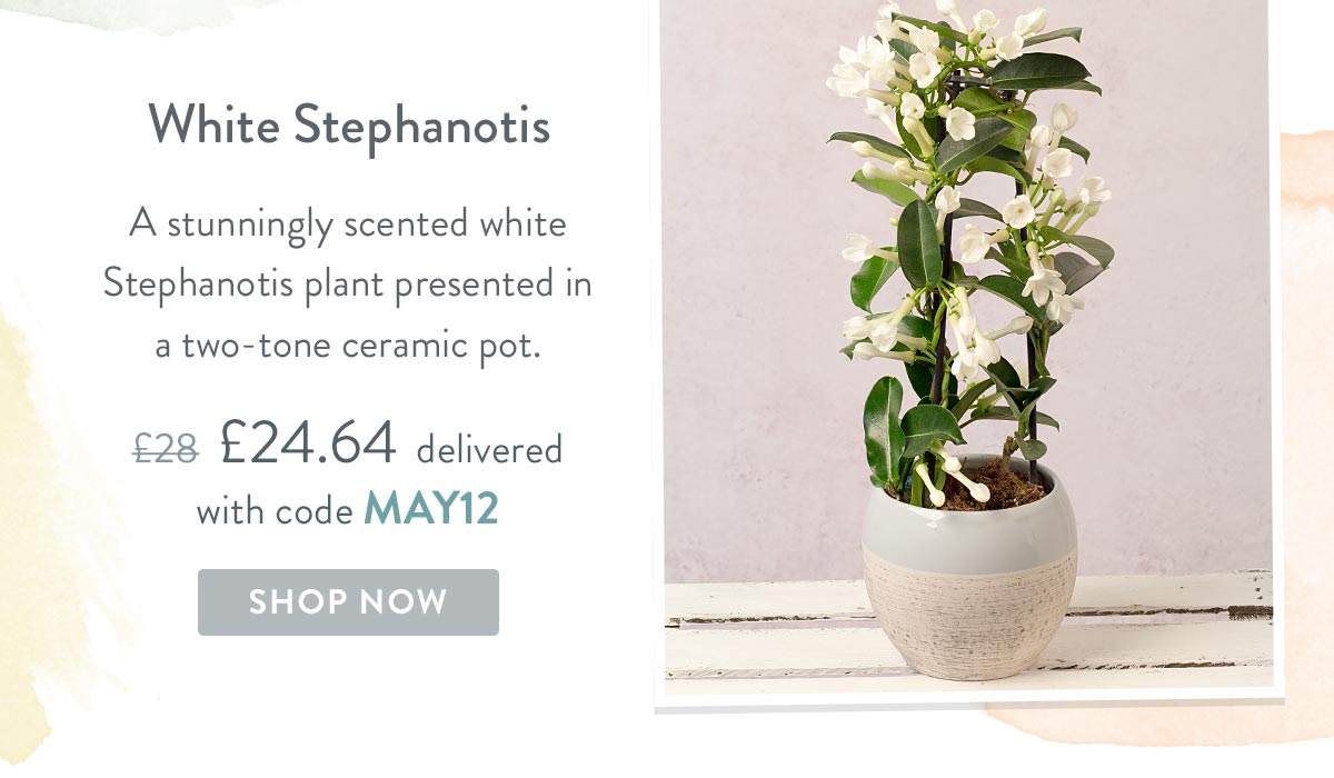 White Stephanotis - Only &pound;24.64 delivered