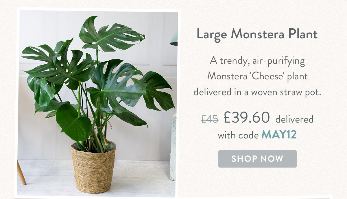 Large Monstera Plant - Only &pound;39.60 delivered