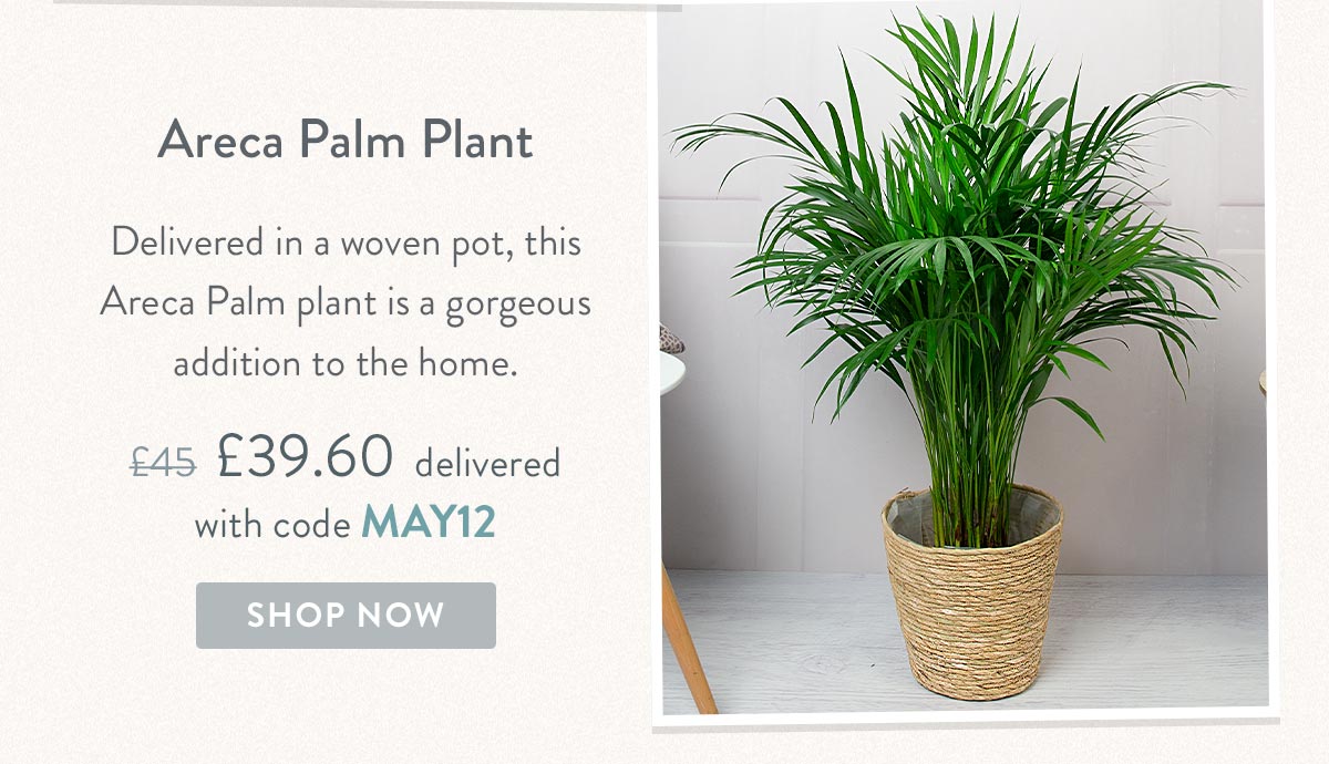 Areca Palm Plant - Only &pound;39.60 delivered