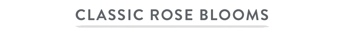 Classic Rose Blooms