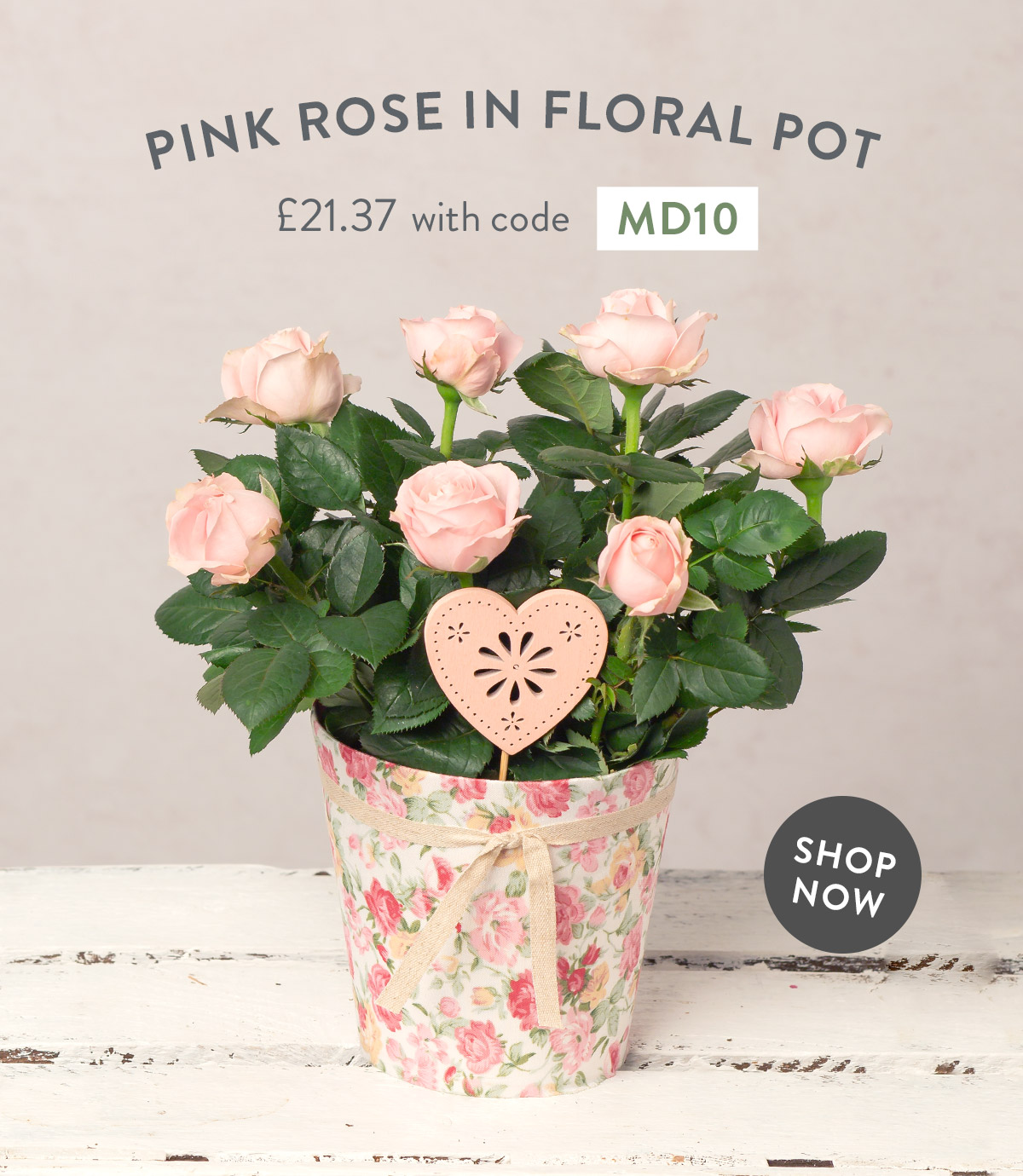 Pink Rose in Floral Pot - only &pound;21.37 with code