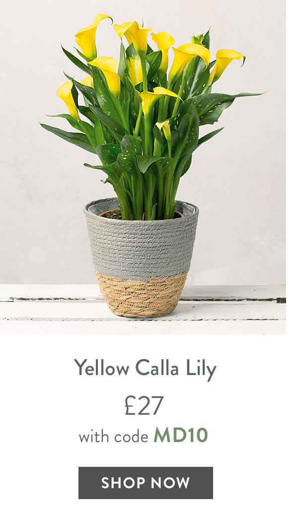 Yellow Calla Lily - only &pound;27 with code