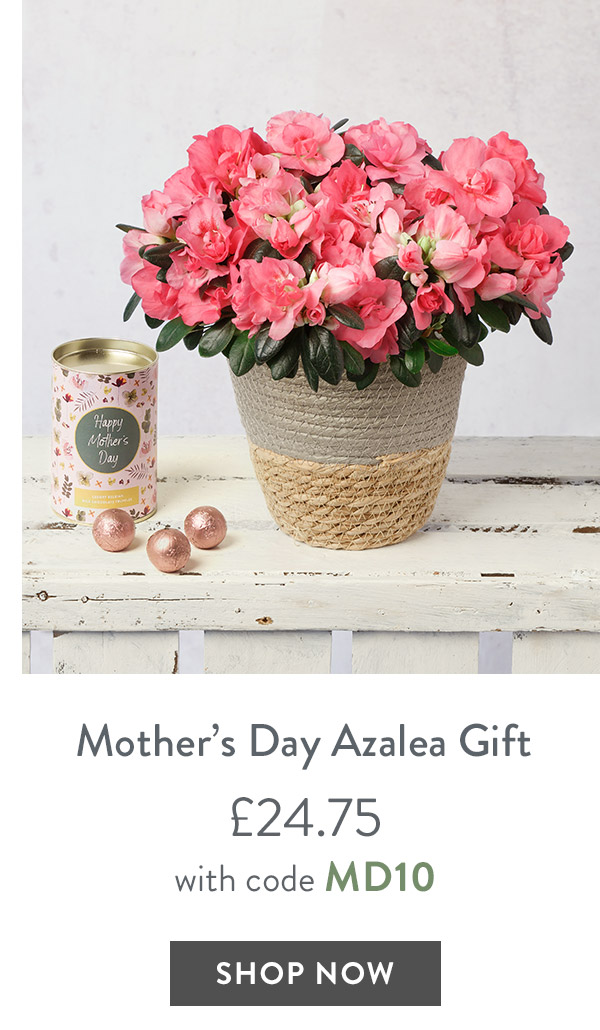 Mother's Day Azalea Gift - only &pound;24.75 with code