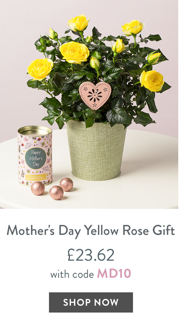 Mother's Day Yellow Rose Gift - only &pound;23.62 with code