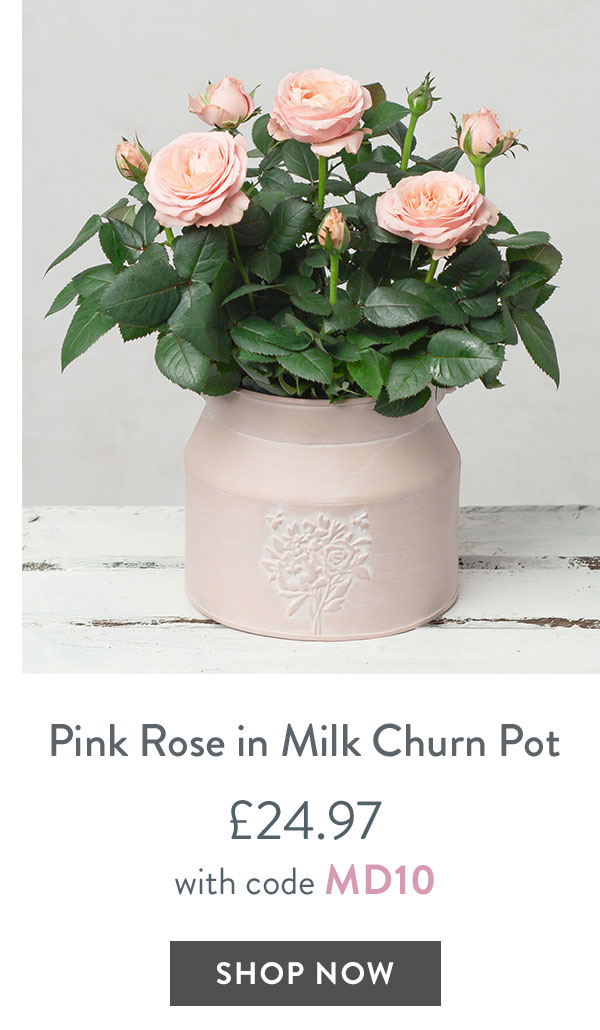 Pink Rose in Milk Churn Pot - only &pound;24.97 with code