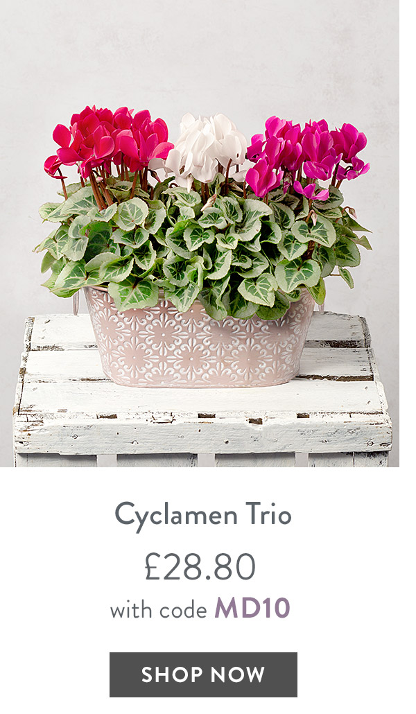 Cyclamen Trio - only &pound;28.80 with code
