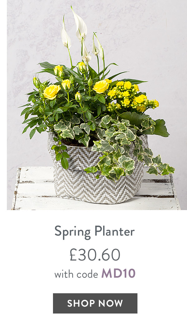Shop our Mother's Day flower and plant gifts and save 10 Bunches