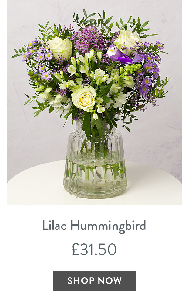 Lilac Hummingbird - only &pound;31.50 with code