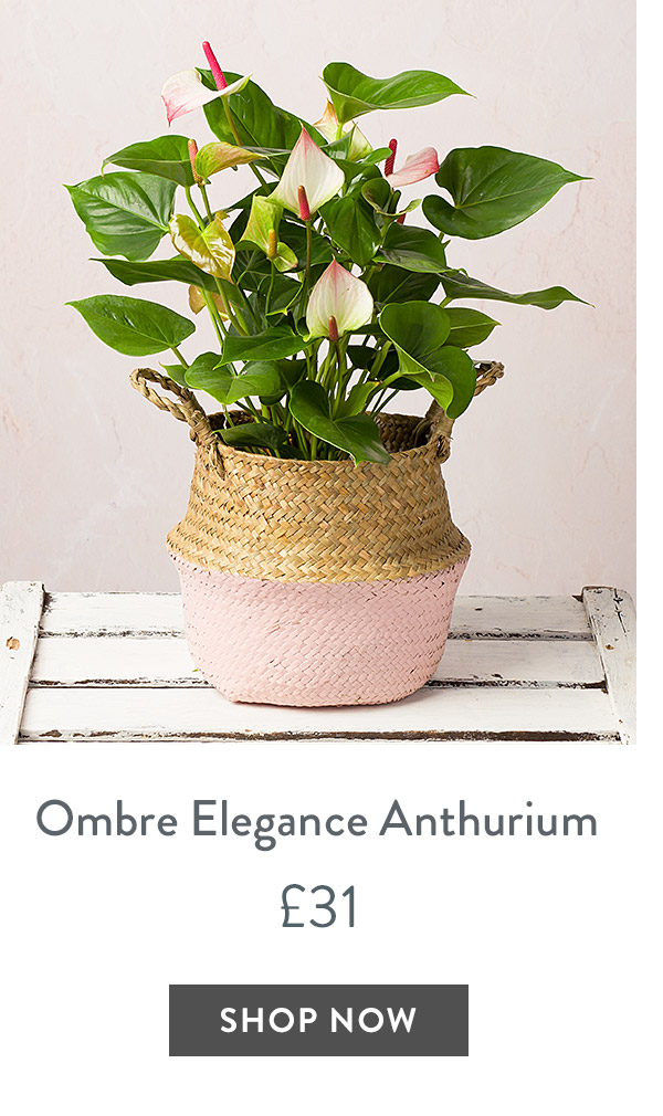 Ombre Elegance Anthurium - only &pound;31