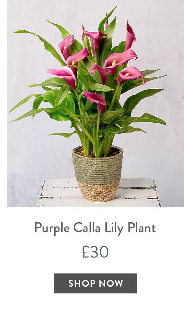 Purple Calla Lily Plant - only &pound;30