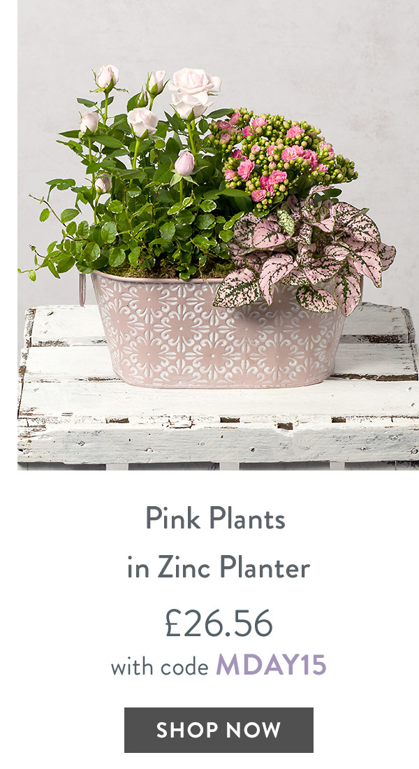 Pink Plants in Zinc Planter - only &pound;26.56
