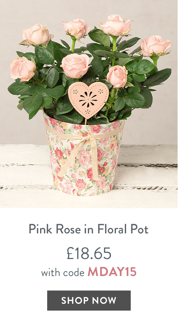 Pink Rose in Floral Pot - only &pound;18.65 with code
