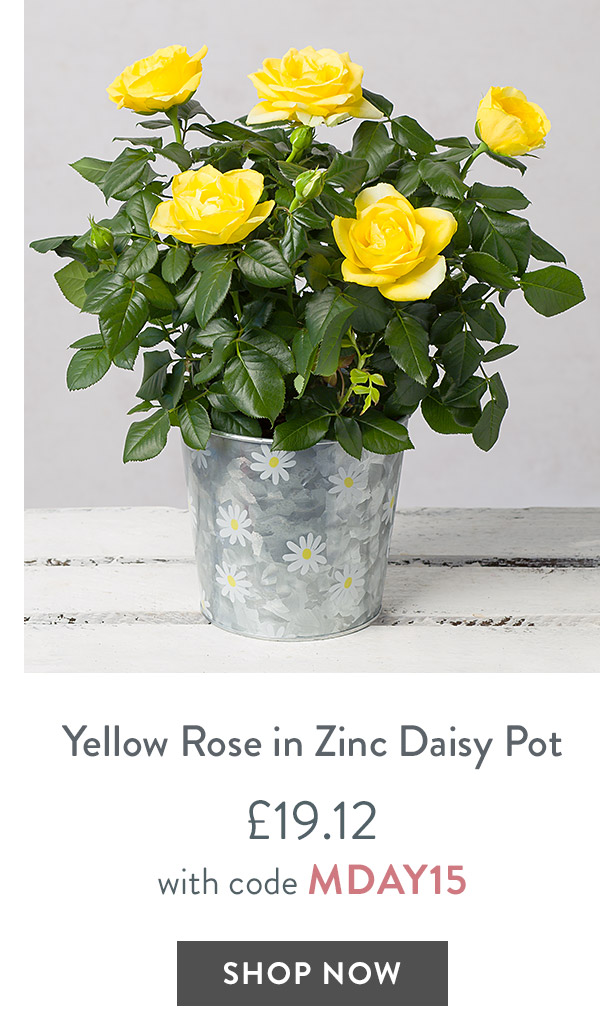 Yellow Rose in Zinc Daisy Pot - only &pound;19.12 with code