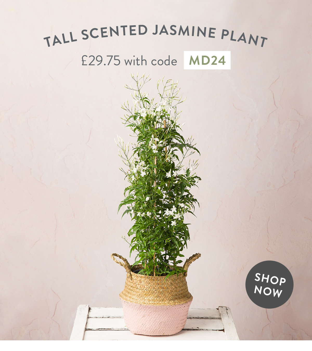 Tall Scented Jasmine Plant - only &pound;29.75