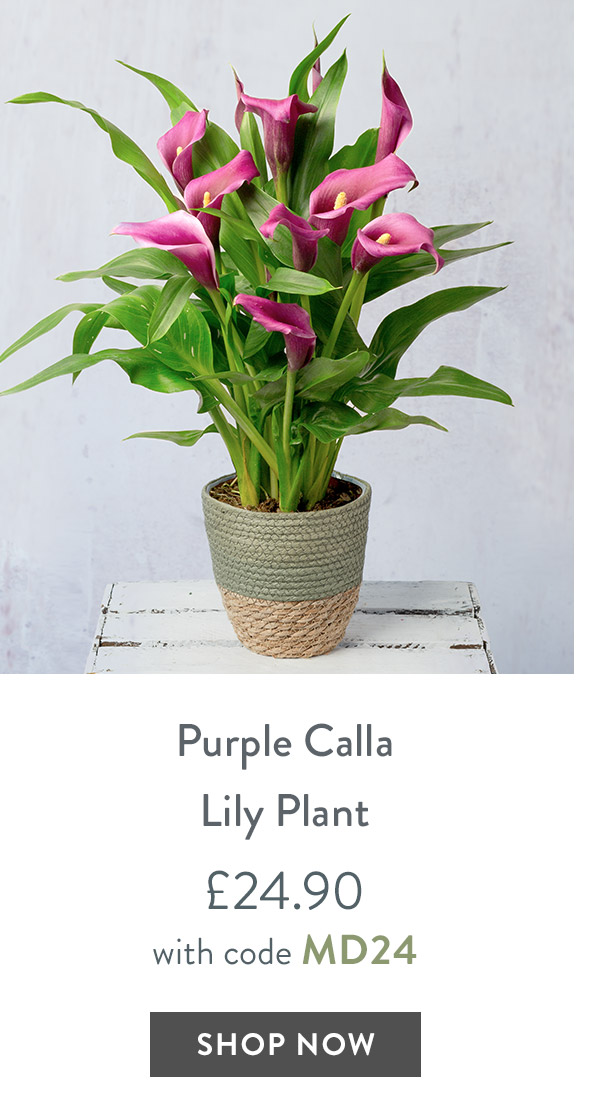 Purple Calla Lily Plant - only &pound;24.90