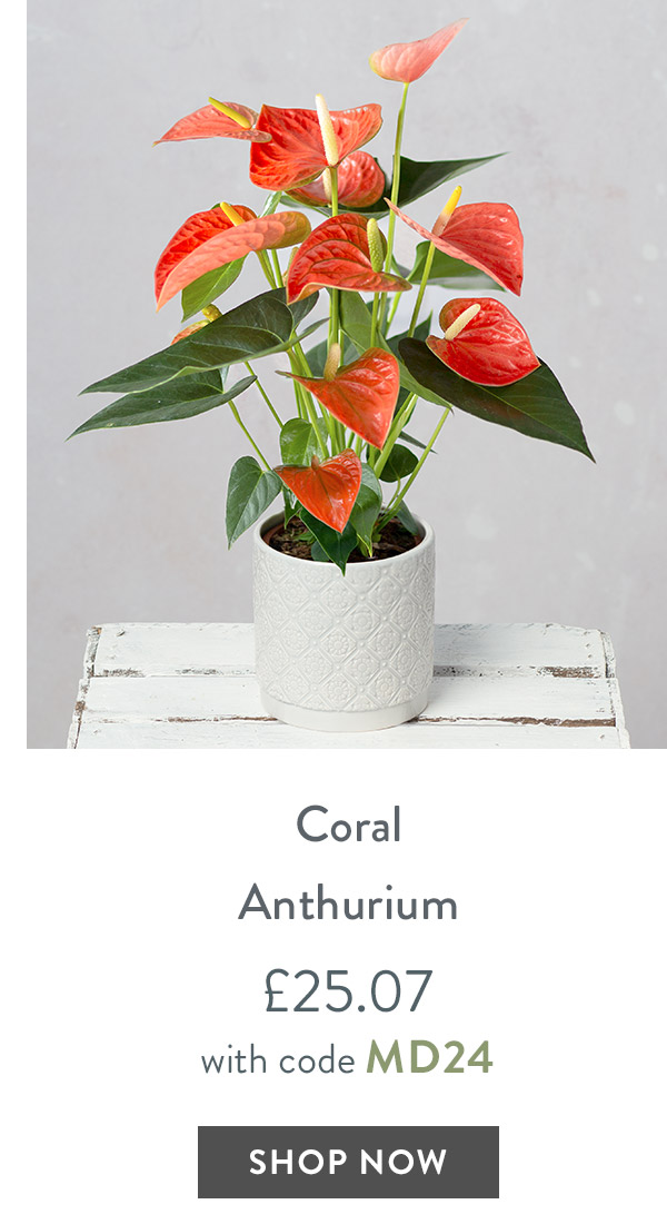 Coral Anthurium - only &pound;25.07