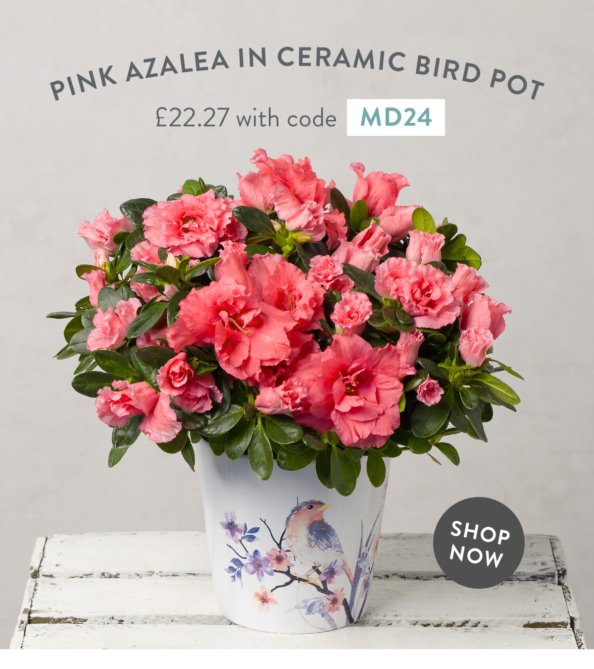 Pink Azalea in Ceramic Bird Pot - only &pound;22.27