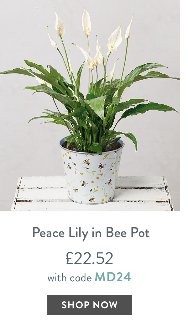 Peace Lily in Bee Pot - only &pound;22.52