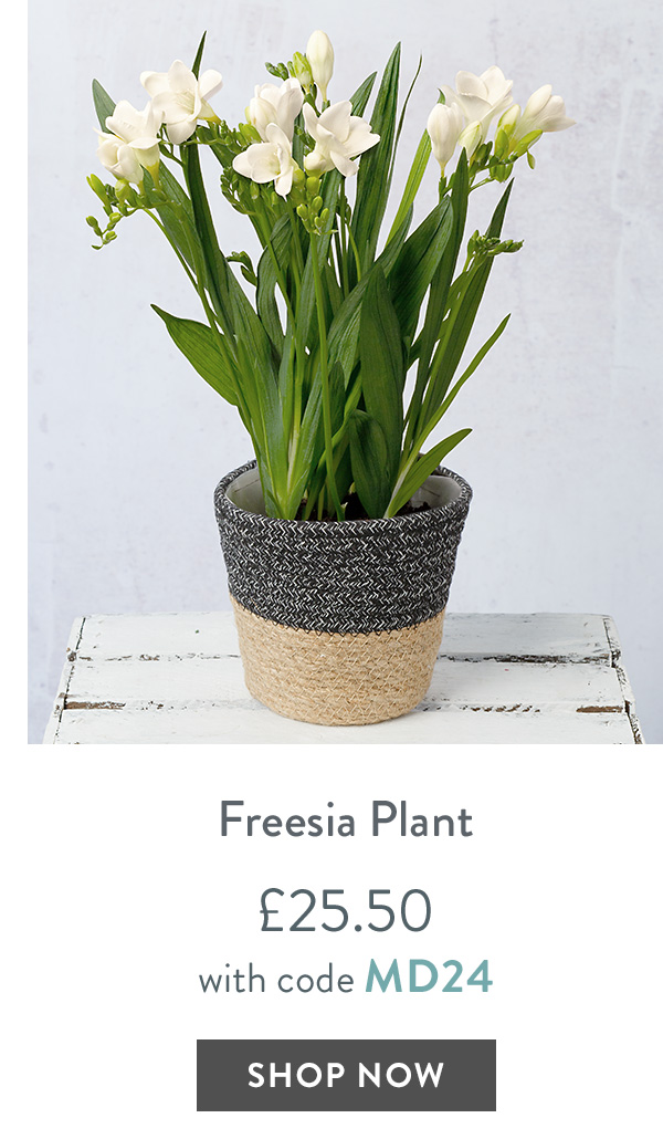 Freesia Plant - only &pound;25.50