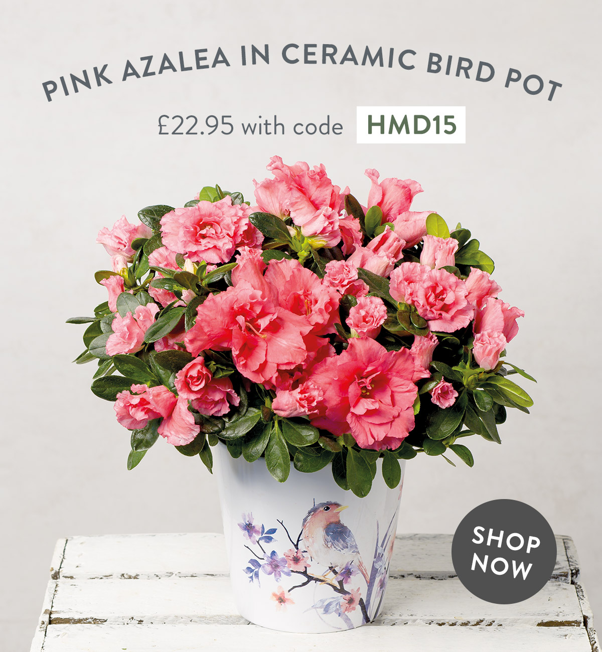 Pink Azalea in Ceramic Bird Pot - only &pound;22.95 with code
