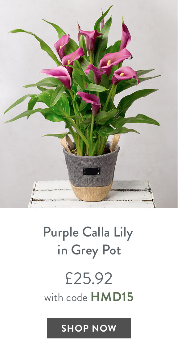 Purple Calla Lily in Grey Pot - only &pound;25.92 with code