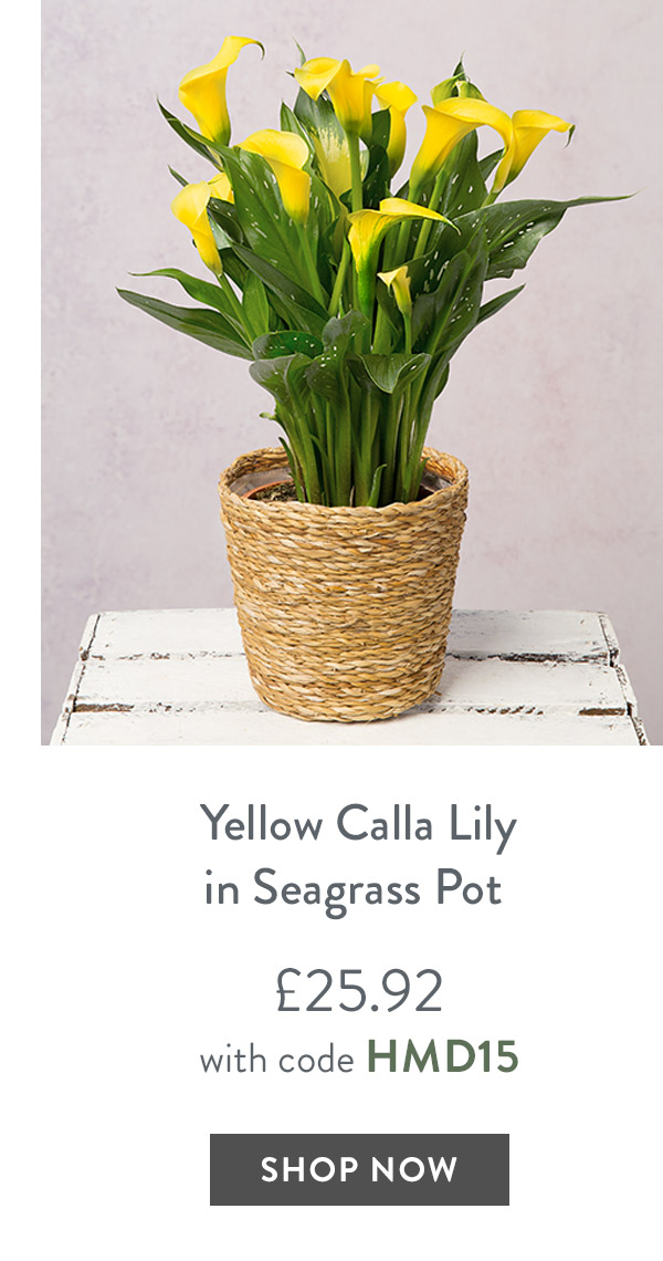 Yellow Calla Lily in Seagrass Pot - only &pound;25.92 with code