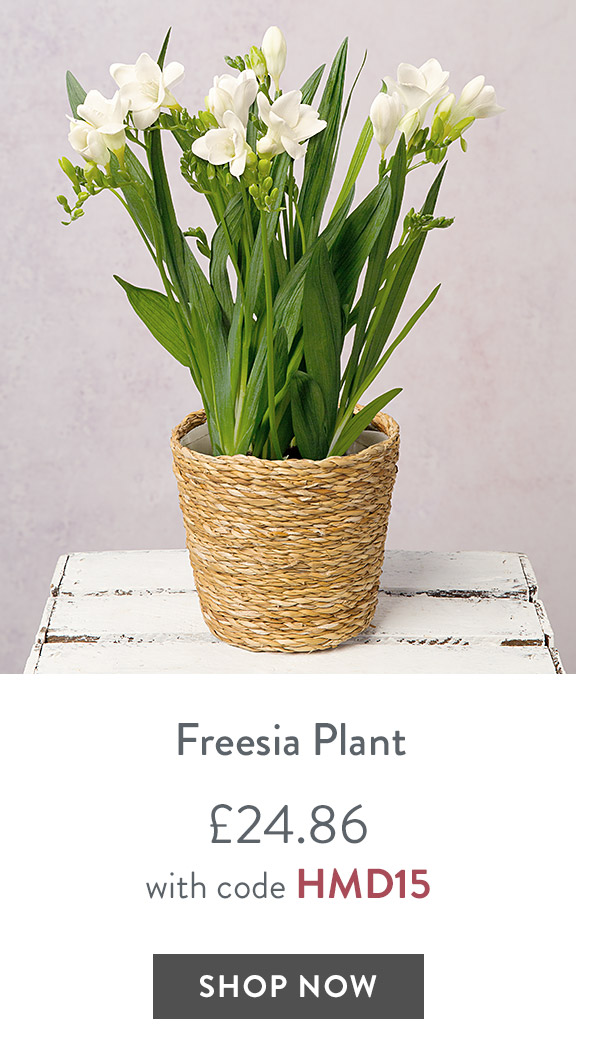 Freesia Plant - only &pound;24.86 with code