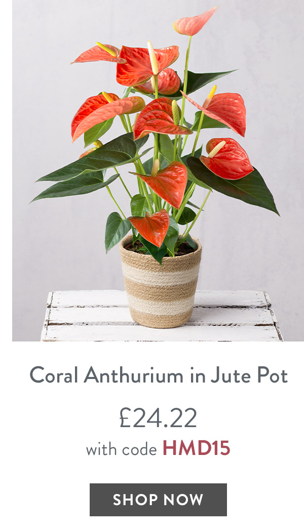Coral Anthurium in Jute Pot - only &pound;24.22 with code