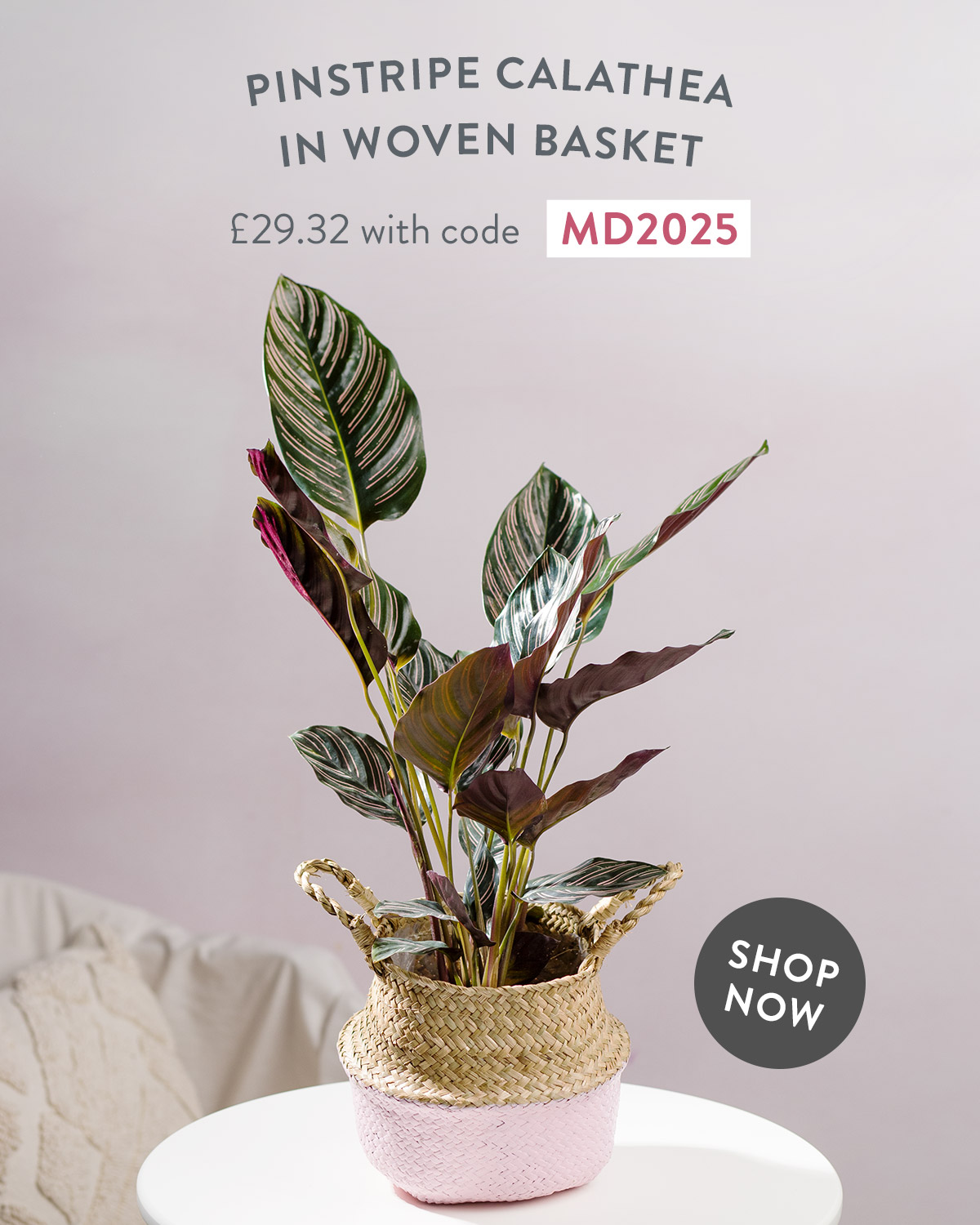 Pinstripe Calathea in Woven Basket - only &pound;29.32 with code