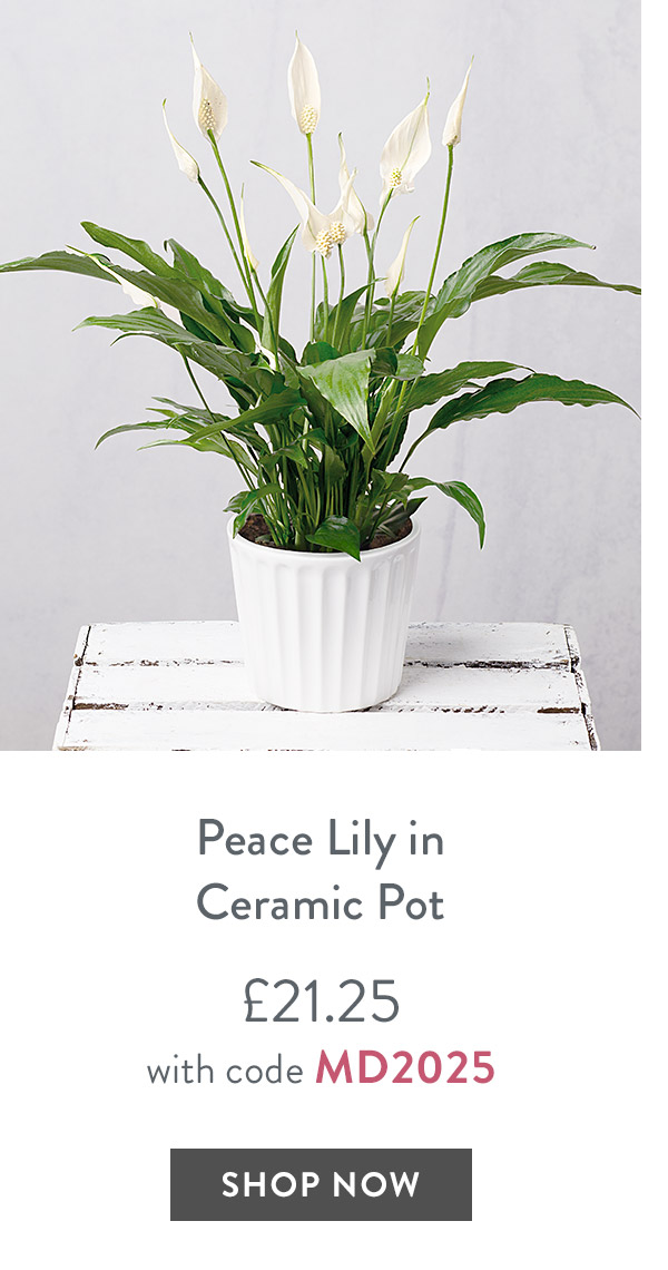 Peace Lily in Ceramic Pot - only &pound;21.25 with code