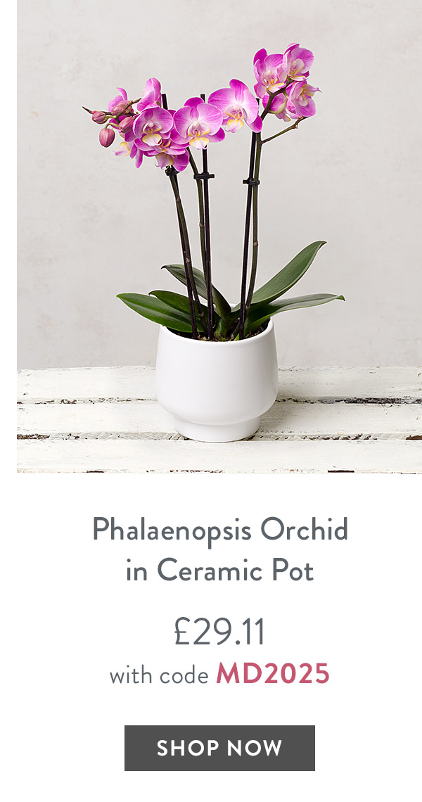 Phalaenopsis Orchid in Ceramic Pot - only &pound;29.11 with code