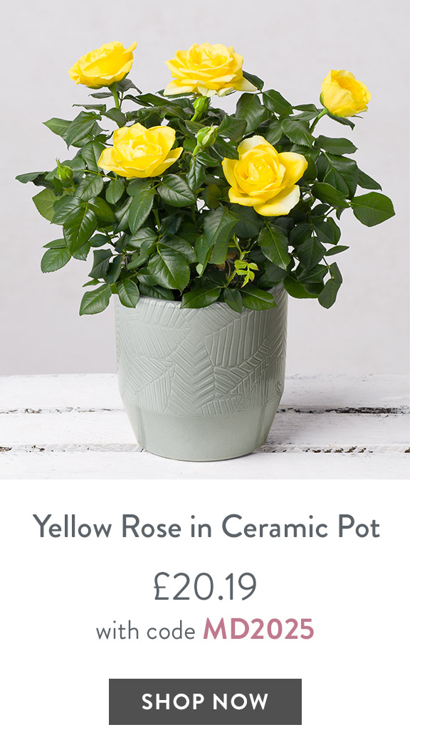 Yellow Rose in Ceramic Pot - only &pound;20.19 with code