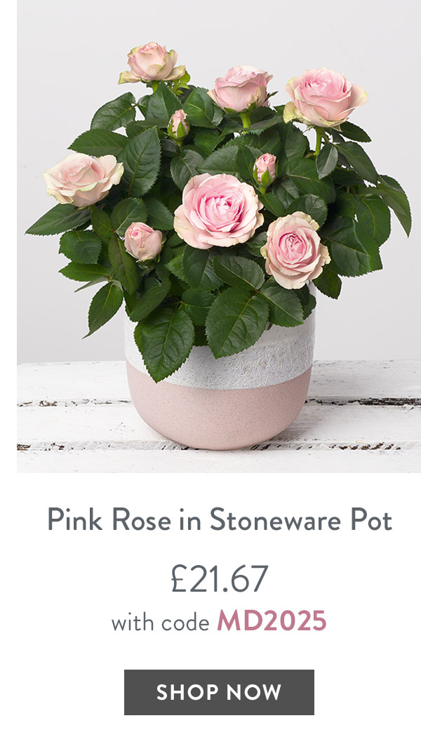 Pink Rose in Stoneware Pot - only &pound;21.67 with code