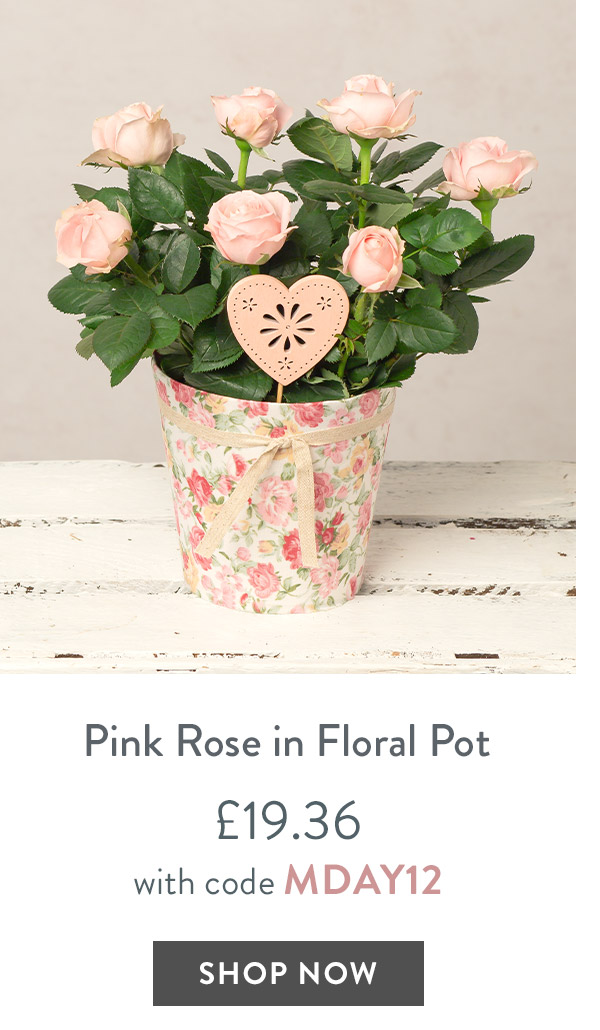 Pink Rose in Floral Pot - only &pound;19.36 with code