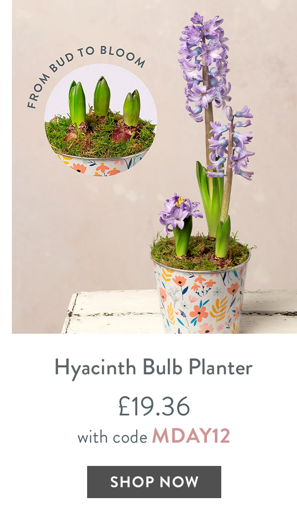 Hyacinth Bulb Planter - only &pound;19.36 with code
