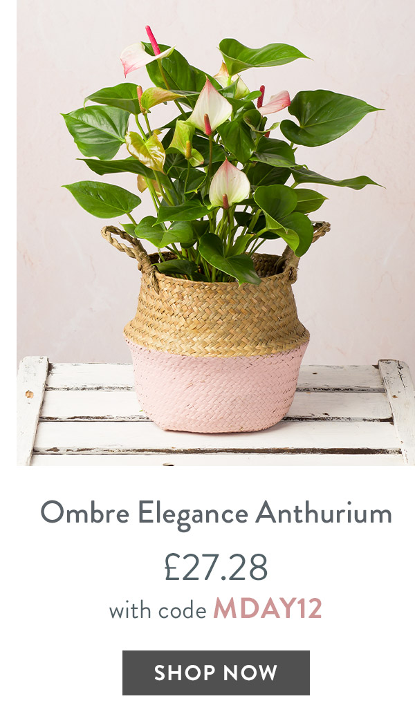Ombre Elegance Anthurium - only &pound;27.28 with code