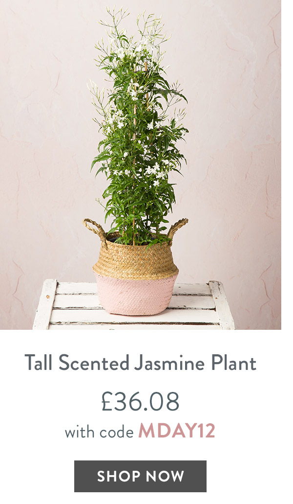 Tall Scented Jasmine Plant - only &pound;36.08 with code