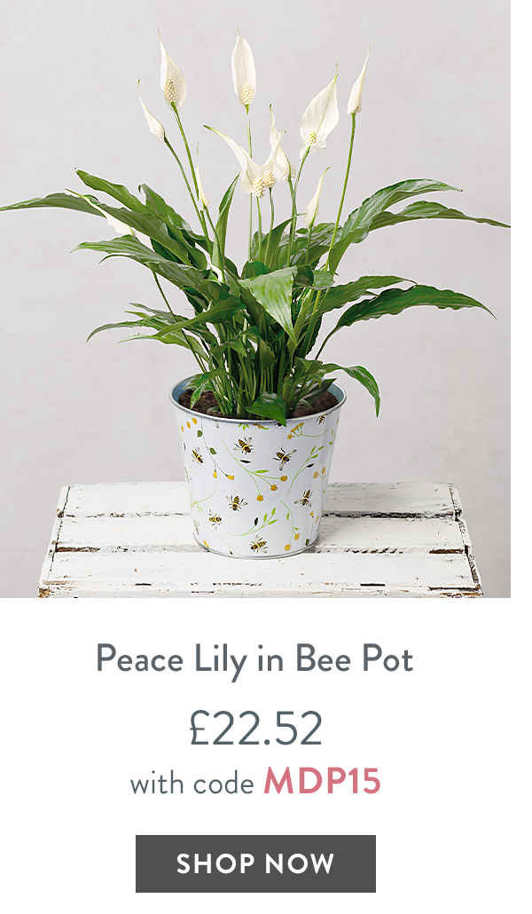Peace Lily in Bee Pot - only &pound;22.52 with code